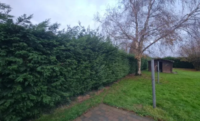 Taille de haies à Blaringhem, Saint-Omer, Alerte Nuisible Environnement